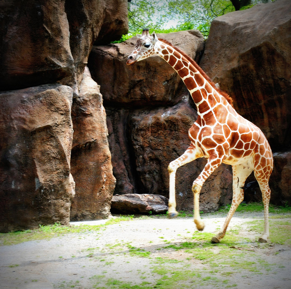giraffe08 10 фактов о жирафах