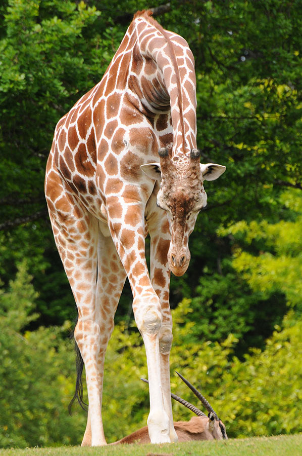 giraffe09 10 фактов о жирафах