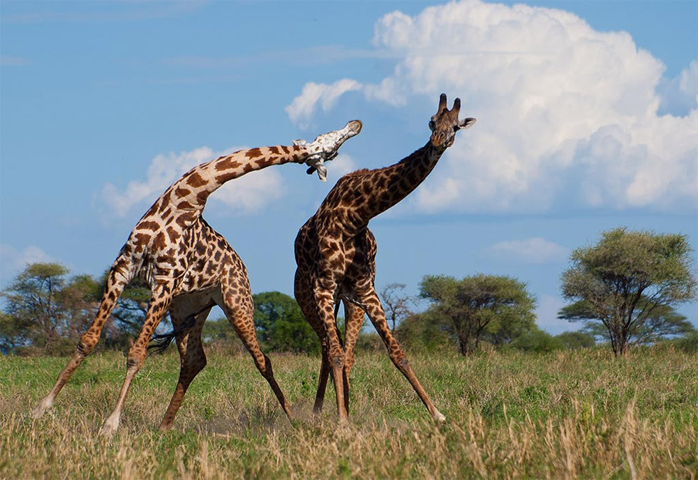giraffe10 10 фактов о жирафах