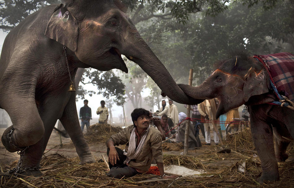 india01 Ярмарка животных в Индии