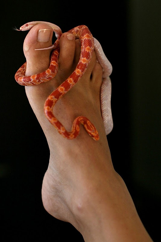 snake massage6 Массаж с помощью змей