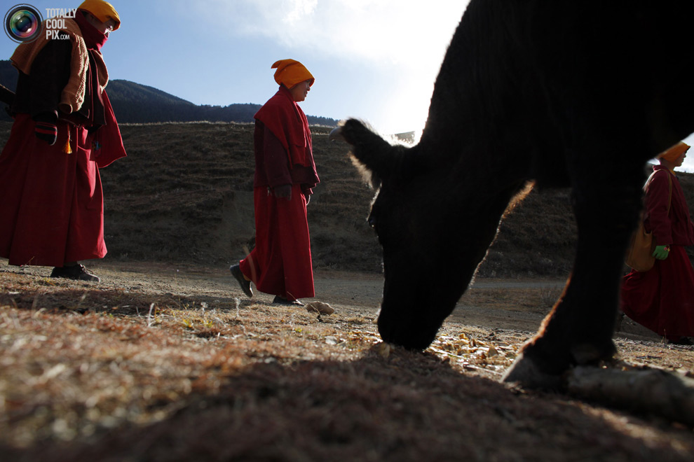 tibet 010 Тибетские монахини