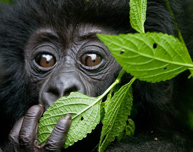 1134 Надежда для диких горилл в Руанде