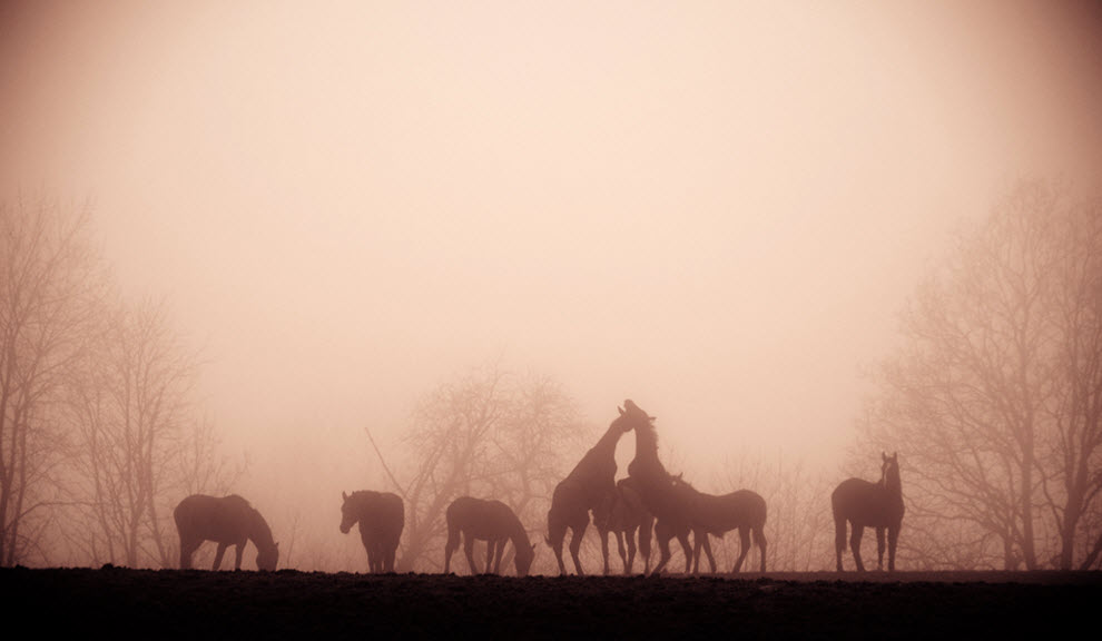 4410 100 изумительных фотографий тумана (часть 1)