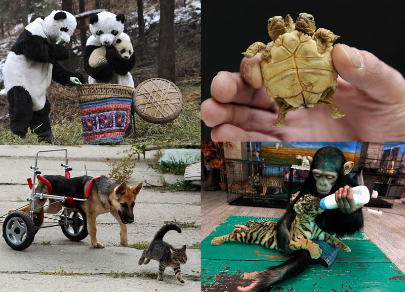 BIGPIC20 50 лучших фотографий животных за 2011 год
