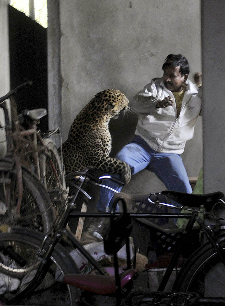 01 Леопард скальпировал горожанина в Индии