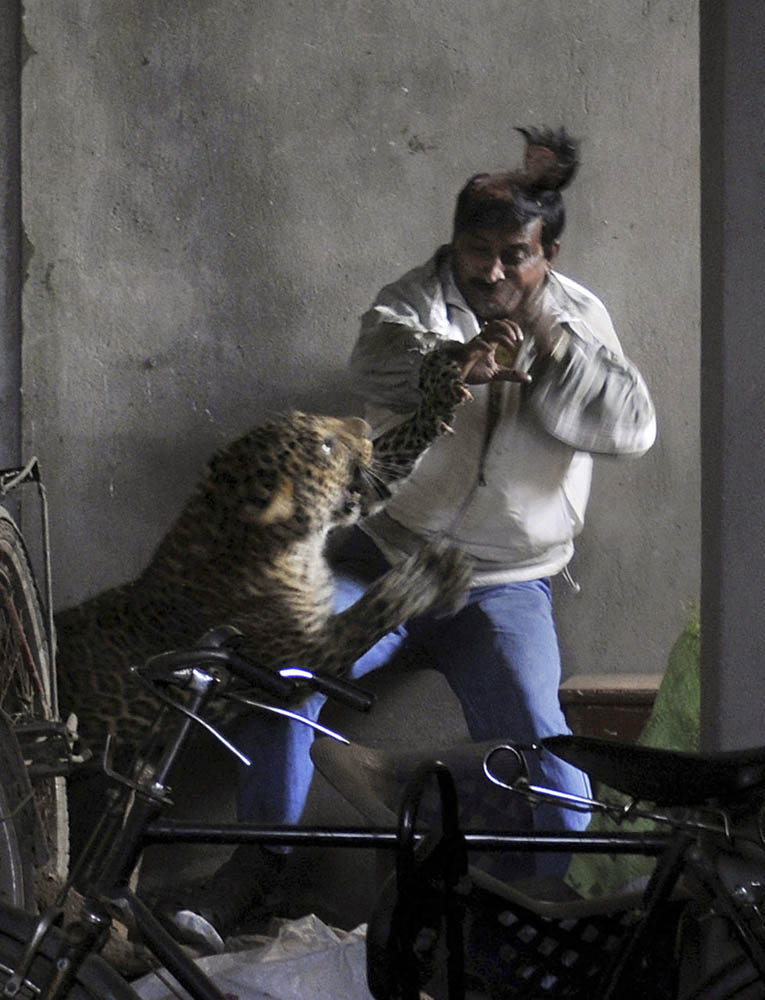 02 Леопард скальпировал горожанина в Индии
