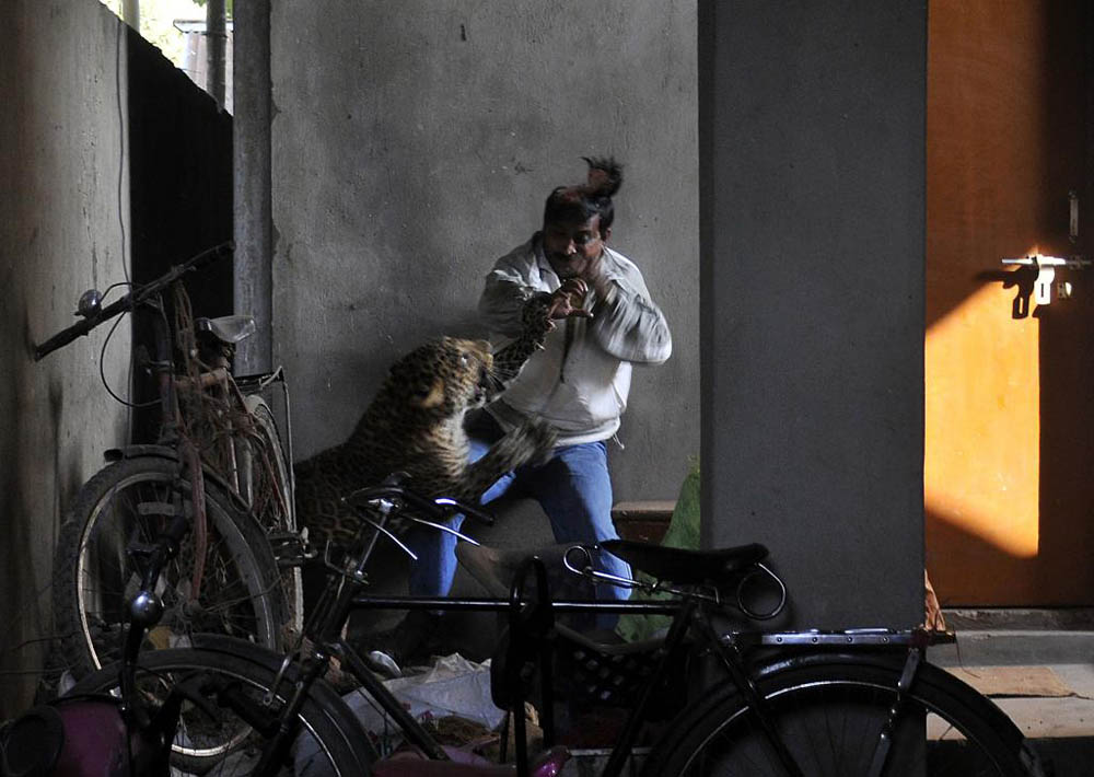 03 Леопард скальпировал горожанина в Индии