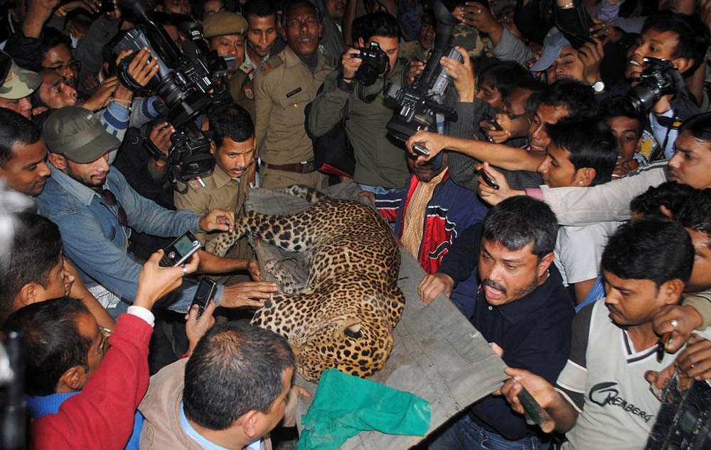 05 Леопард скальпировал горожанина в Индии