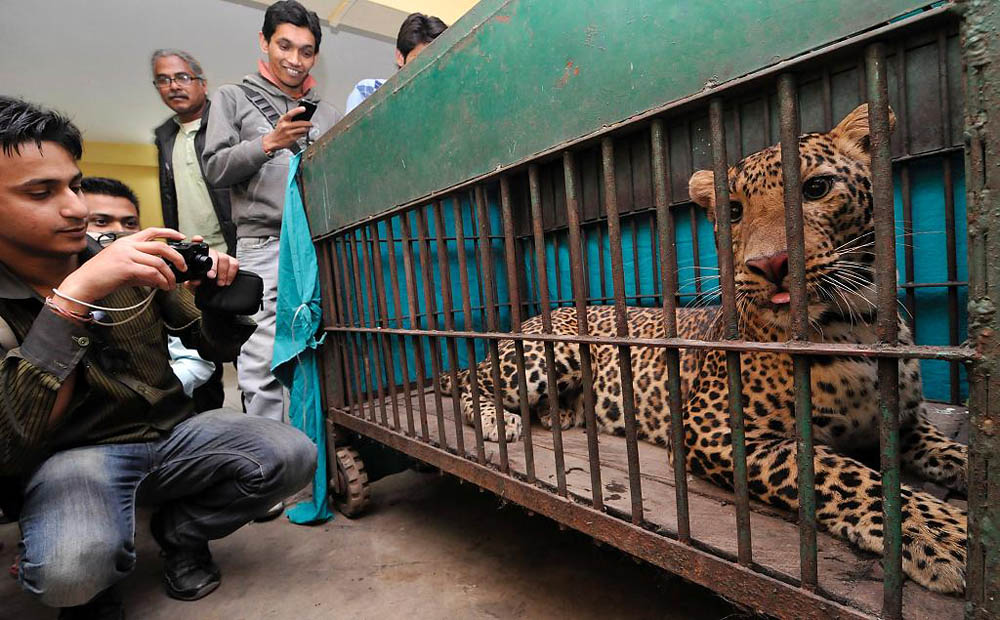 07 Леопард скальпировал горожанина в Индии