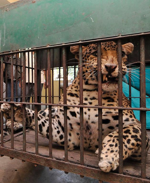 08 Леопард скальпировал горожанина в Индии