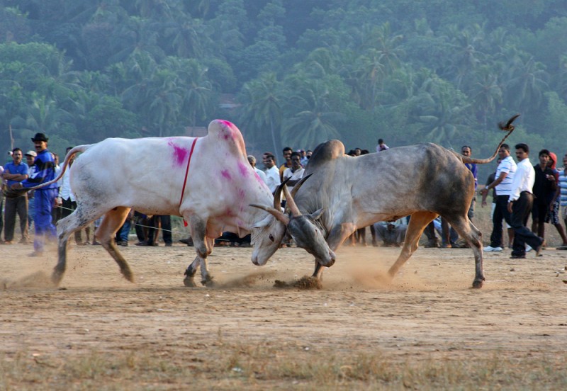 0810 800x552 Бои быков в Индии