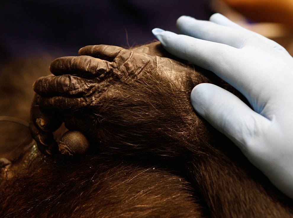 10117 73 летней самке шимпанзе провели операцию
