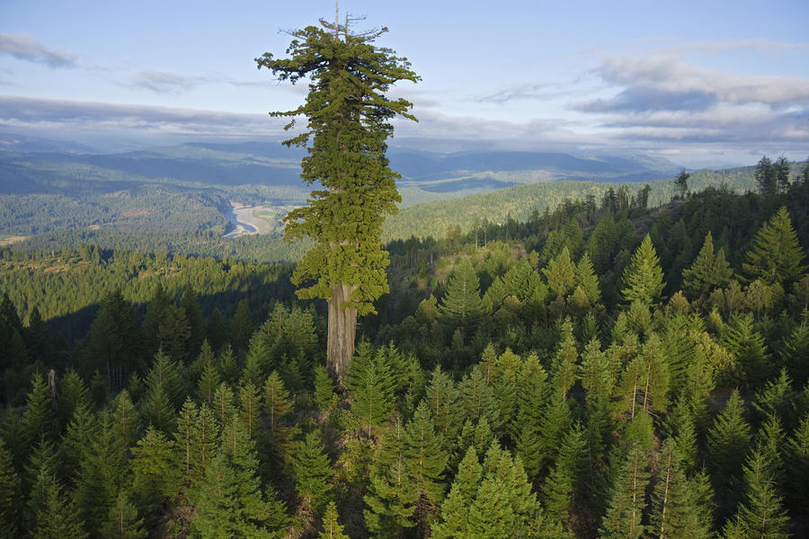 1163 10 высочайших деревьев планеты