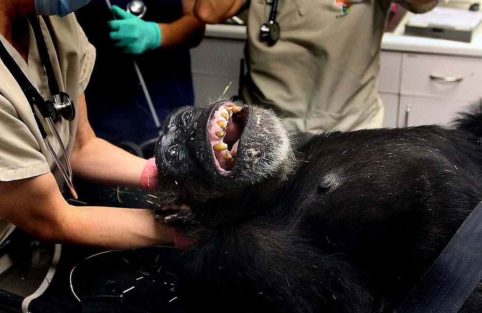 4171 73 летней самке шимпанзе провели операцию