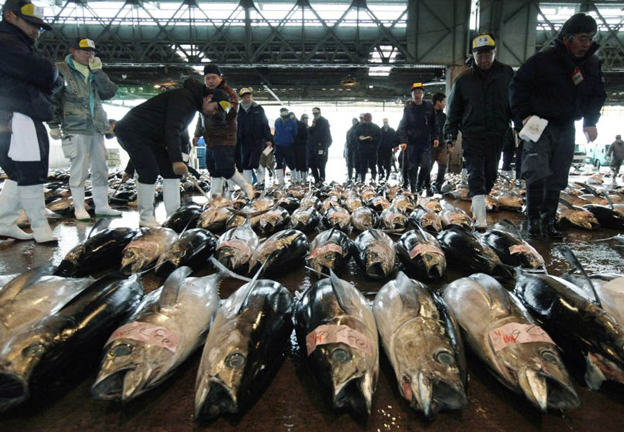 image 300543 galleryV9 fzwg В Японии разделали гигантского тунца за 736 тысяч долларов