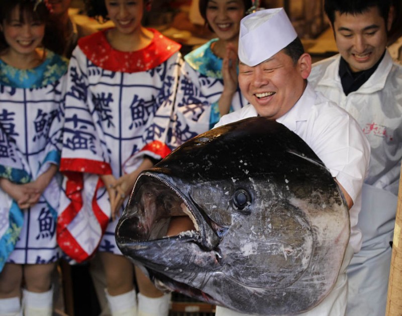 pb 120105 tuna da 04 800x628 В Японии разделали гигантского тунца за 736 тысяч долларов