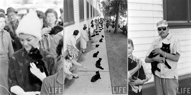Кастинг черных котов Кастинг черных котов в Голливуде