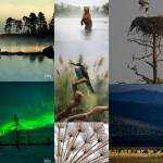 Конкурс Природа 150x150 20 знаковых фотографий Роберта Мэпплторпа
