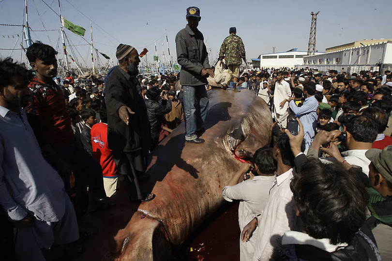 0207122 Мертвую китовую акулу, найденную у побережья Пакистана, продали за $19 тыс.