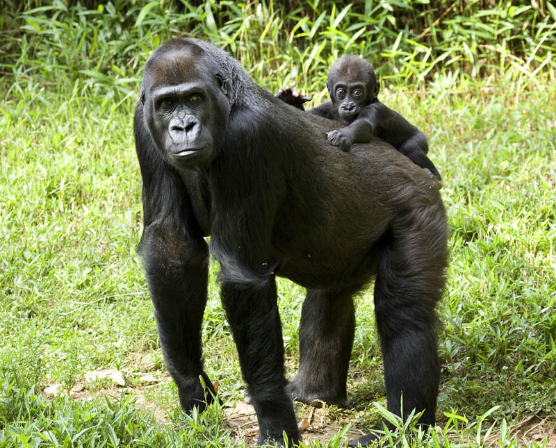 1037 Эти удивительные гориллы: фотофакты