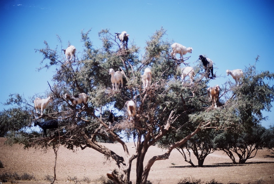 11152 Козы на деревьях в Марокко