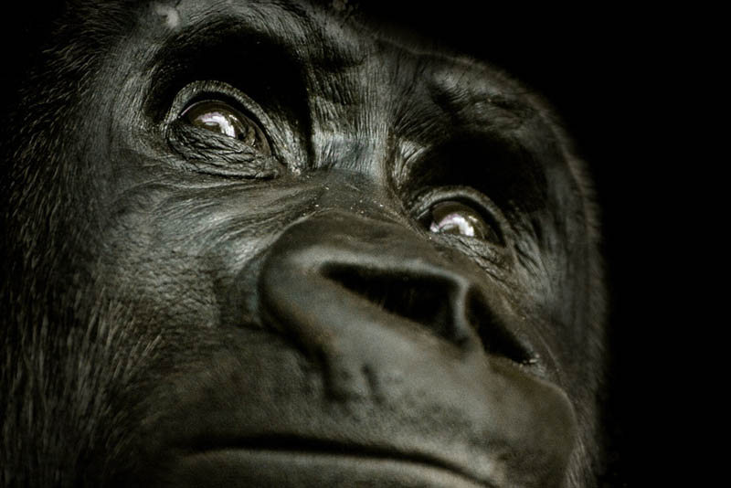 1152 Эти удивительные гориллы: фотофакты
