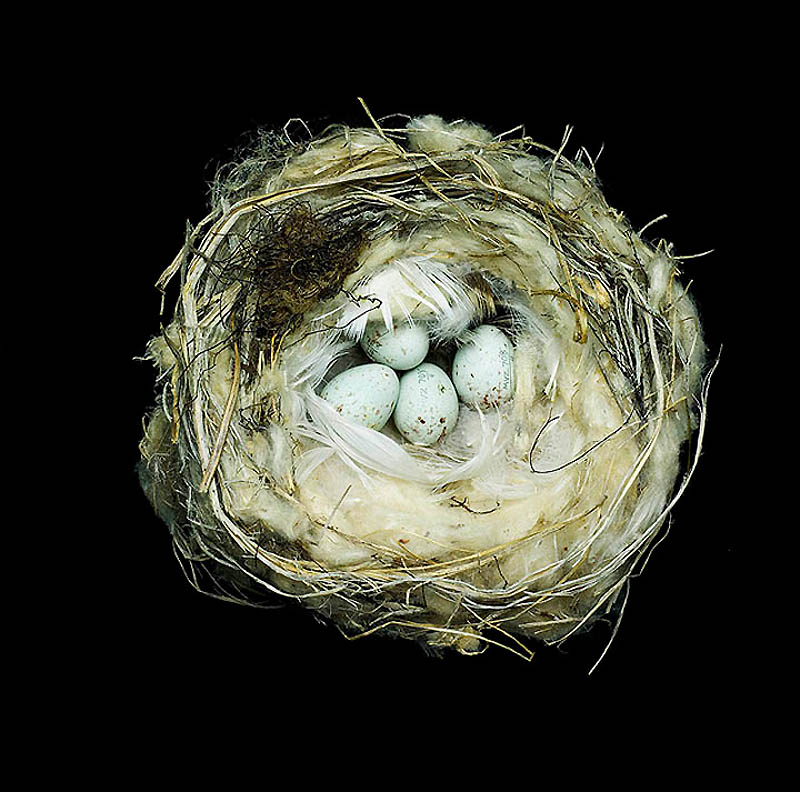 1244 Шедевры природной архитектуры   птичьи гнезда