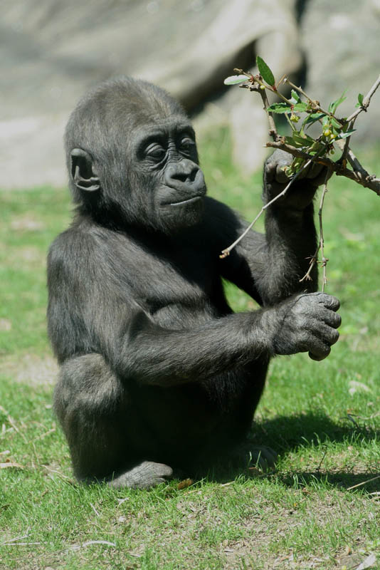 1336 Эти удивительные гориллы: фотофакты