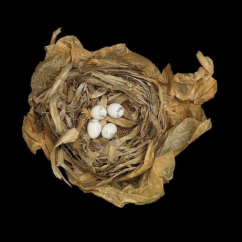 1343 Шедевры природной архитектуры   птичьи гнезда