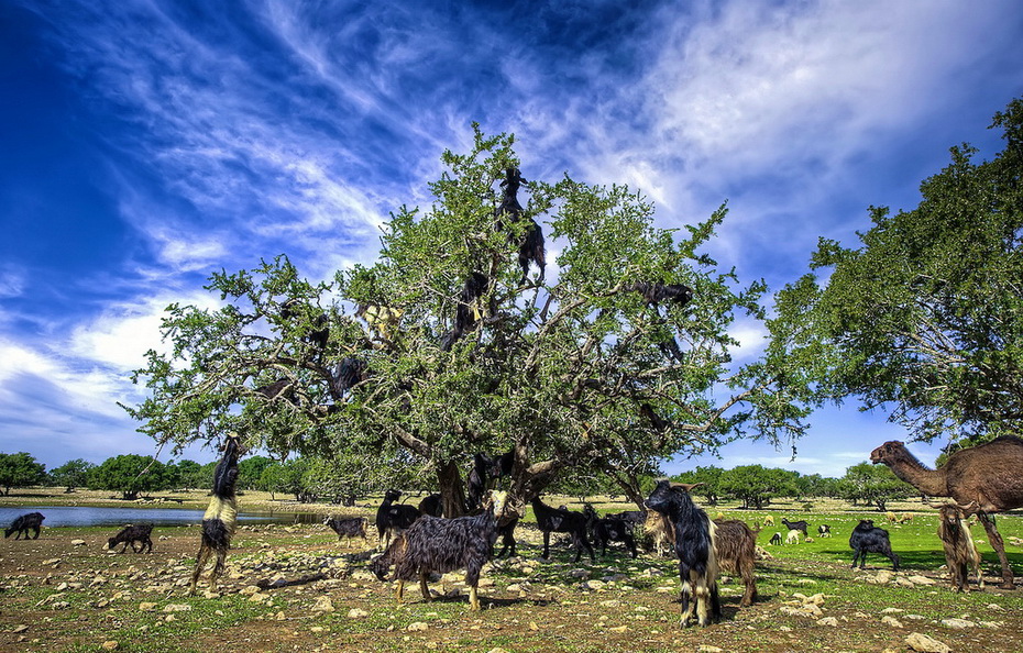 14104 Козы на деревьях в Марокко