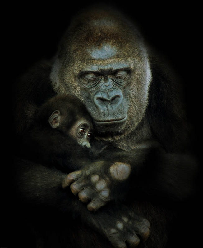 1434 Эти удивительные гориллы: фотофакты