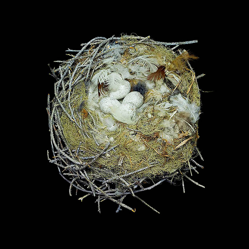 1441 Шедевры природной архитектуры   птичьи гнезда