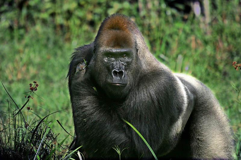 2024 Эти удивительные гориллы: фотофакты