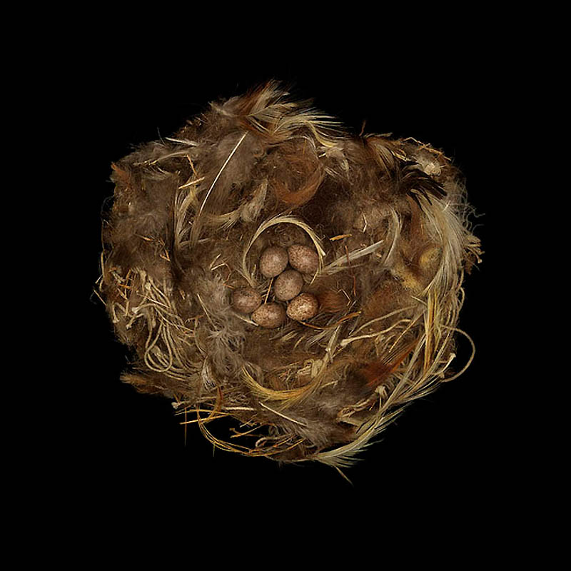 2141 Шедевры природной архитектуры   птичьи гнезда