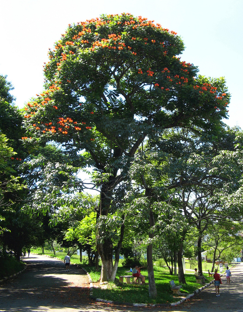 2236218179 8c7e54c862 b Экзотическая красота: Африканское тюльпанное дерево