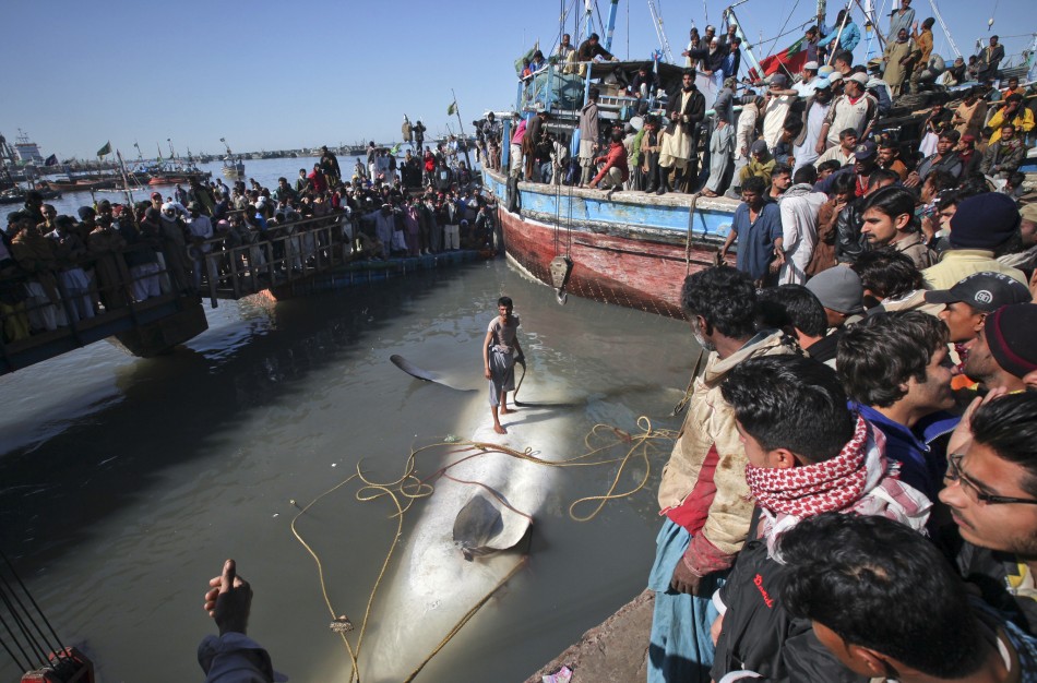http://bigpicture.ru/wp-content/uploads/2012/02/227992-giant-whale.jpg