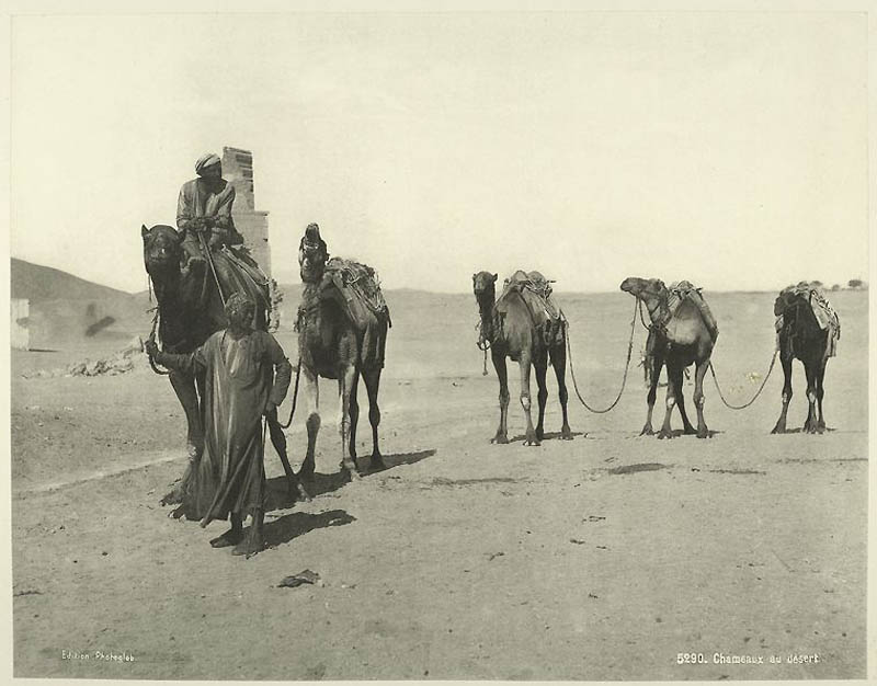 2312 Фотографии из Египта 1870 х годов 