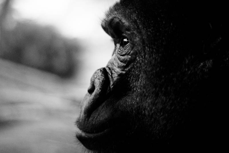 2522 Эти удивительные гориллы: фотофакты