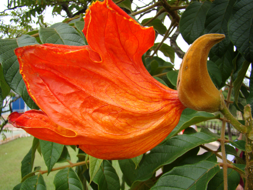 3306576727 c452c462ed b Экзотическая красота: Африканское тюльпанное дерево