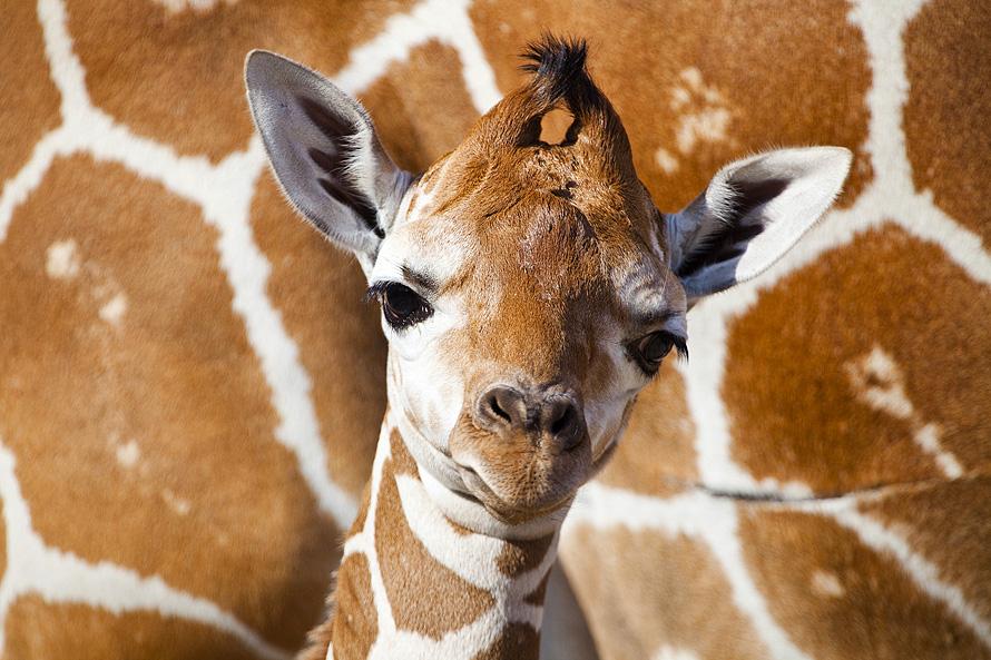 335 Первый детеныш жирафа в 2012 году в зоопарке Тампа Бэй