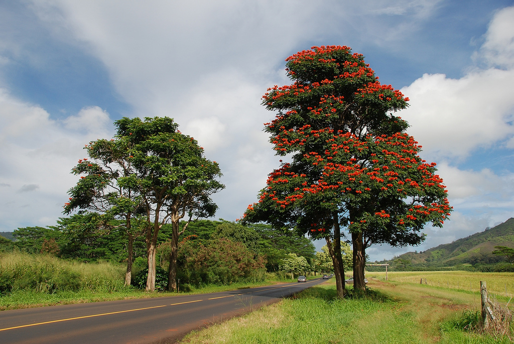 3425927300 69c3061f58 b Экзотическая красота: Африканское тюльпанное дерево