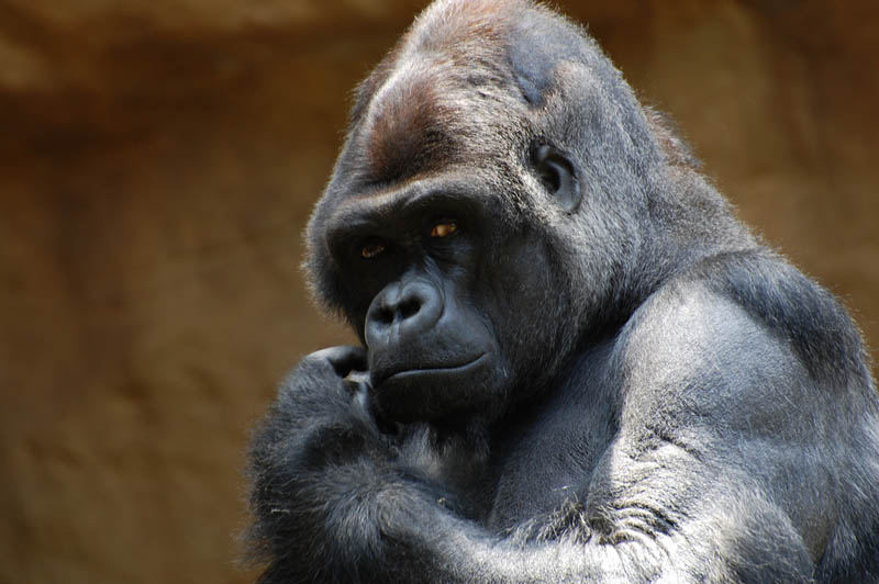 380 Эти удивительные гориллы: фотофакты