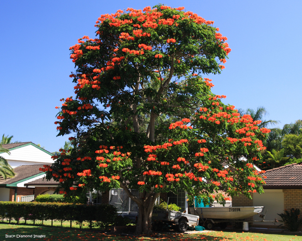 4312899329 9103c65ac9 b Экзотическая красота: Африканское тюльпанное дерево