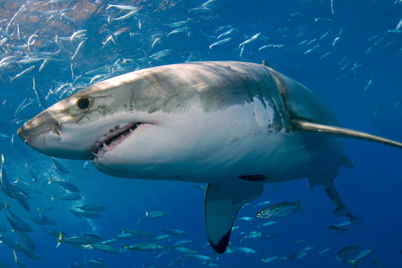 454 Повелительница морей   большая белая акула