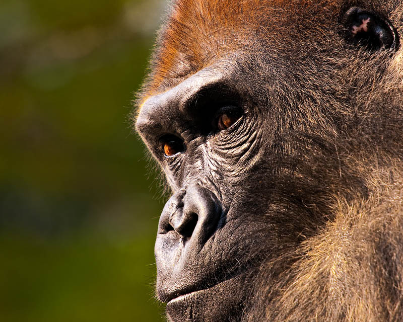 458 Эти удивительные гориллы: фотофакты
