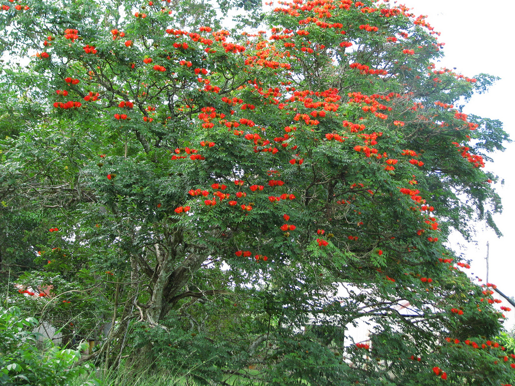 4591817832 f531937c0c b Экзотическая красота: Африканское тюльпанное дерево