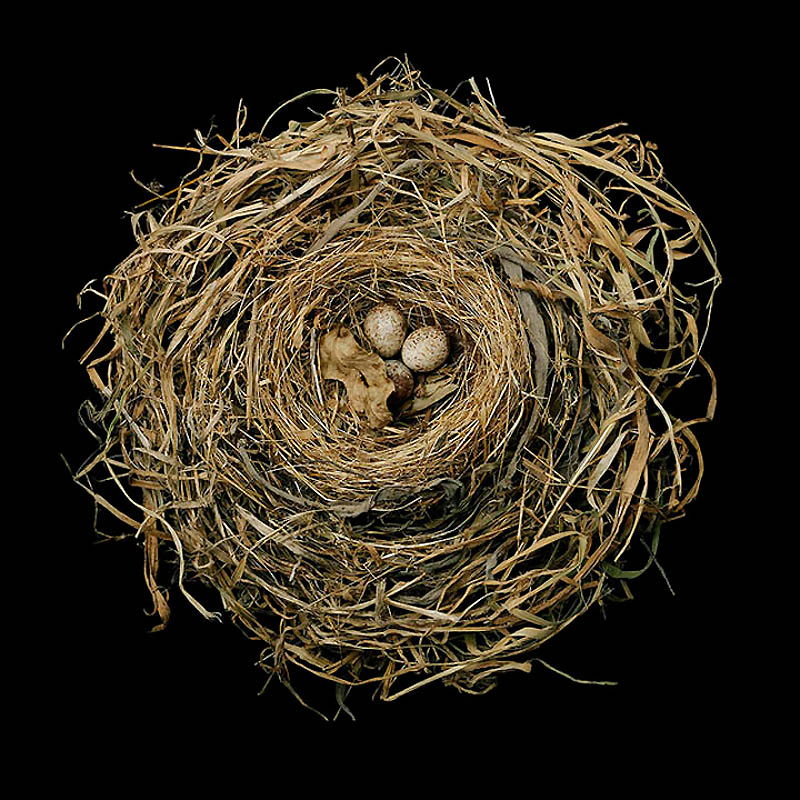 469 Шедевры природной архитектуры   птичьи гнезда