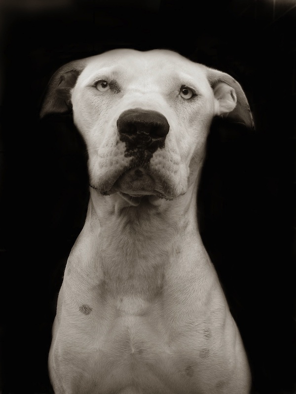 487 Портреты собак из приютов