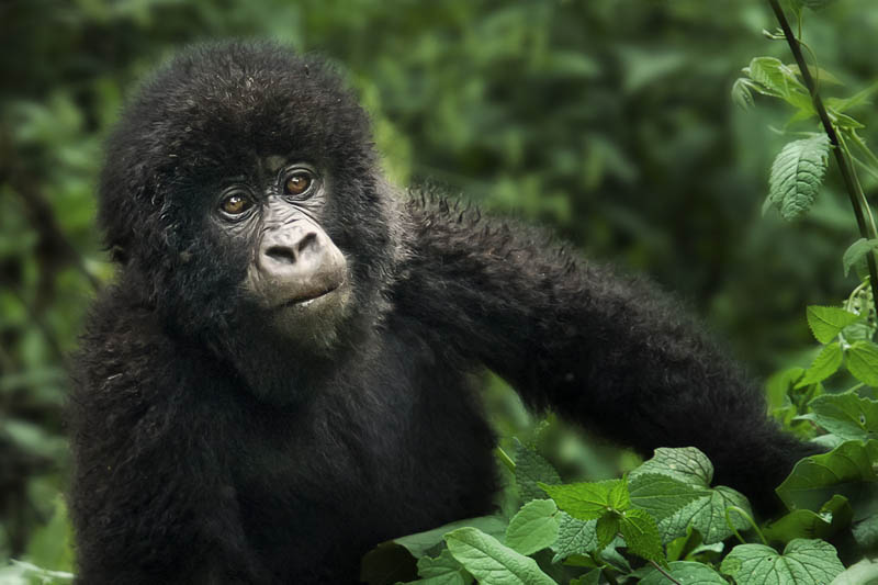 543 Эти удивительные гориллы: фотофакты
